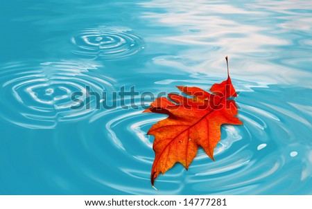 Orange autumn oak  leaf floating in clear blue water