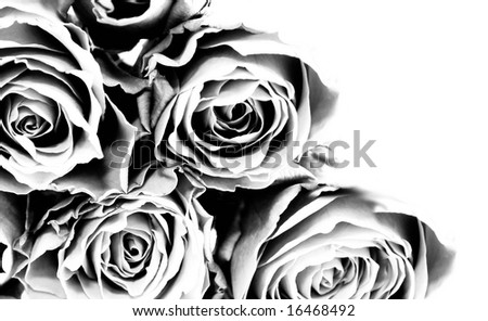 black and white rose wallpaper. There is a row of rose close