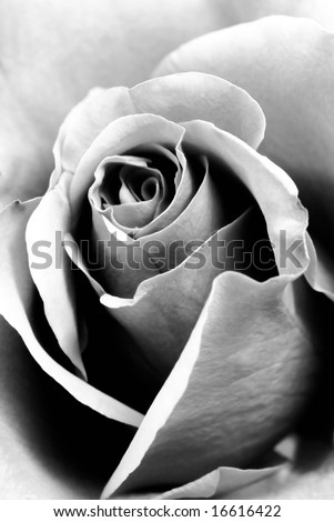 stock photo : Closeup of black and white rose as background