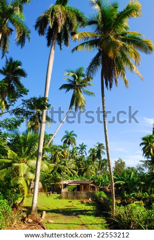 Little wooden huts in tropical palm-tree landscape between Baracoa and Maguana on Cuba