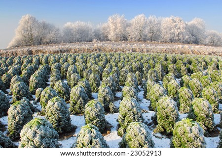 Dutch winter landscape with farmland full of kale a.k.a. \'boerenkool\', a typical dutch winter vegetable to eat with mashed potatoes