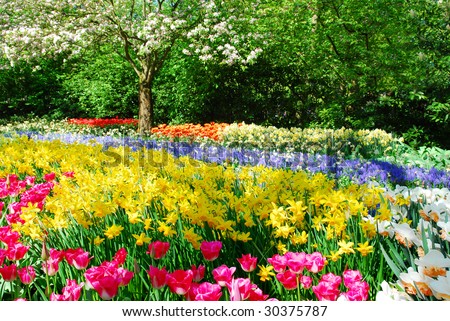 Spring Garden on Colorful Springflowers And Blossom In Dutch Spring Garden  Keukenhof