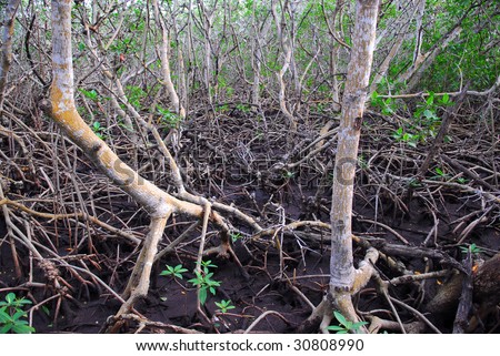 Mangrove roots at low tide on Cayo las brujas, Cuba