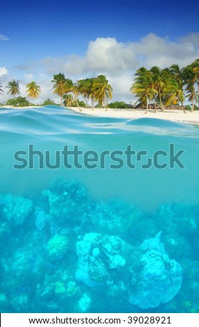 Underwater world with coral in the Caribbean with tropical beach and palm trees on Cuba