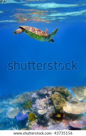 Green turtle and coral in ocean at Great Barrier Reef, Australia