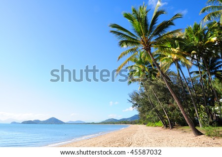 palm trees pictures. Beautiful green palm trees