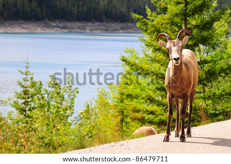 Big horn sheep on the road near Medicine lake in Jasper, Canada