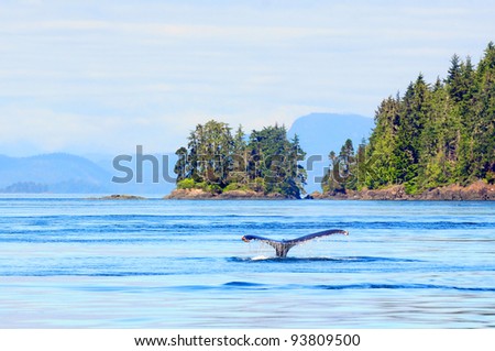 Humpback whale near Vancouver Island, Canada