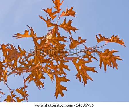 golden colored autumn leaves against a blue sky