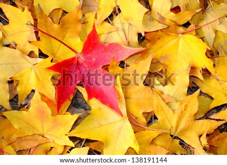 Just be the one, red maple leaf. A red maple leaf in the middle of many of yellow