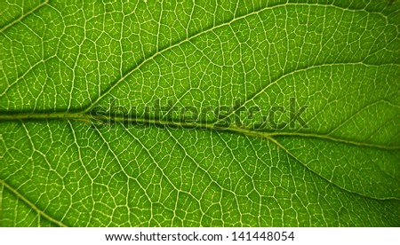 Peach leaf close up with clear veins