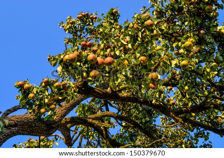 wild apple tree branches with fruits