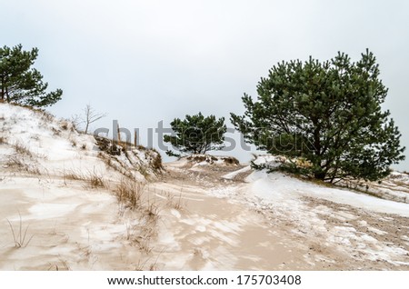 dune covered with snow and pine trees, baltic sea, germany, rugia island