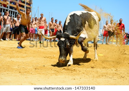 DENIA, SPAIN - JULY 7  Angry bull picking up dirt, being teased by brave young men in arena after the running-with-the-bulls in the streets of Denia on July 7, 2013.