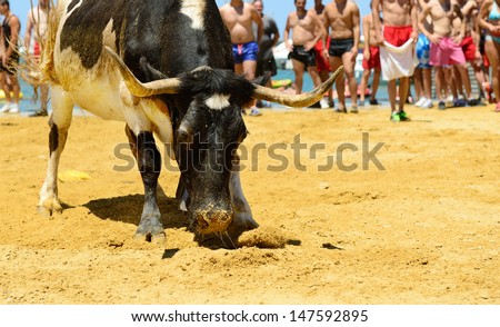 DENIA, SPAIN - JULY 7  Angry bull picking up dirt, being teased by brave young men in arena after the running-with-the-bulls in the streets of Denia on July 7, 2013.