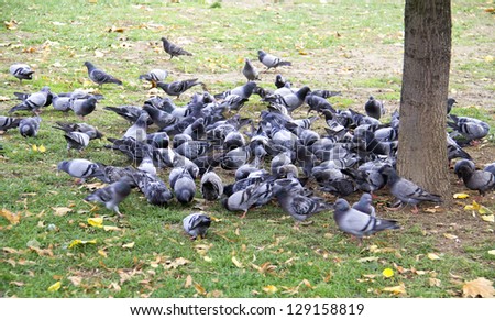 flock of Pigeons on the ground under a tree