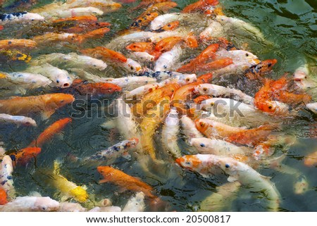 Considerable quantity of crucians in a pond in park China, Shenzhen