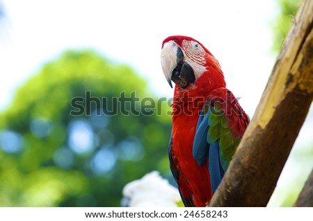 Parrot in park of birds, Langkawi, Malaysia