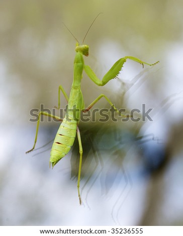 Praying green Mantis close up