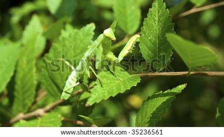 Praying green Mantis close up