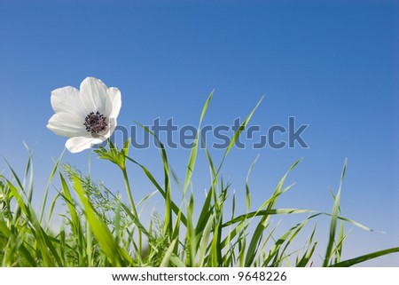 White Poppy flower with green grass on a blue sky