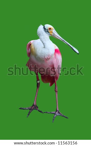colorful pelican