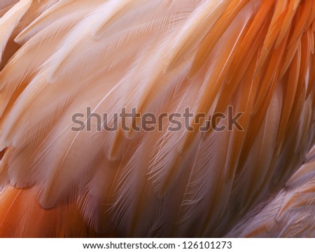 pink flamingo feathers close up