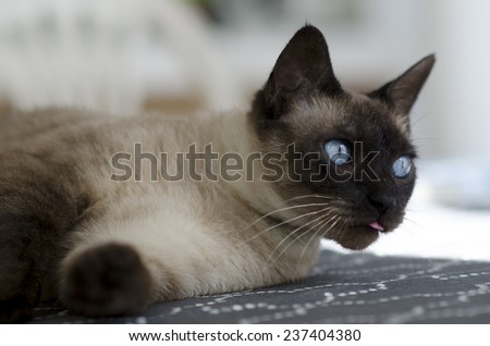 Siamese cat sticking out tongue