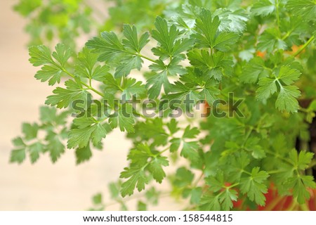 close up of a pot of flat leaf or Italian parsley