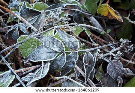 Close up of frost covered winter leaves