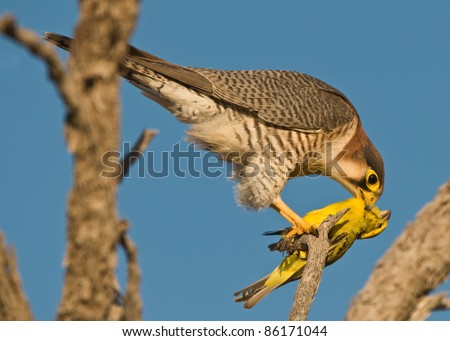 Falconiformes. sub Falconidae - sub fam Falconinae - gênero Falco Stock-photo-rednecked-falcon-feeding-on-yellow-canary-prey-86171044