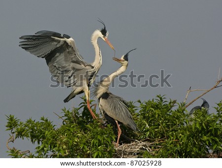 Grey heron pair building a nest. Common resident. Large. White crown. Black facial-streak. Grey back and sides. Yellow feet. Singly or in pairs at large stretches of water. Feeds on aquatic creatures.