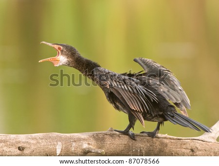 Common. Freshwater associated. Blackish body, striking red eyes, webbed feet.  Often observed sunning itself with outstretched wings.