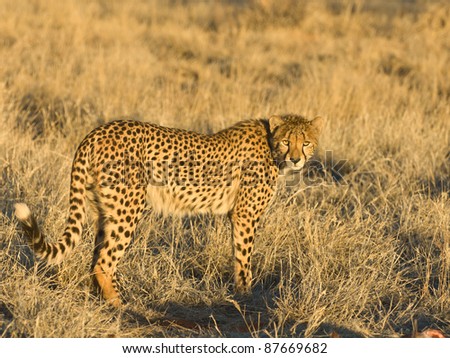 Fastest land animal. Slender body, long legs, distinctly rounded head with small rounded ears. Strongly black-spotted coat on a buffy-white background  on the back and flanks, white belly.
