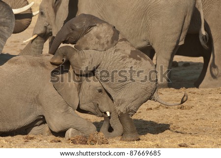 Largest land mammal. Both sexes are tusked, huge ears, use flexible trunk as aid in foraging and drinking, thick grey-brown skin is virtually hairless. Poached heavily for ivory.