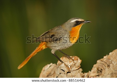 Common and widespread insectivorous bird.  Colorful.