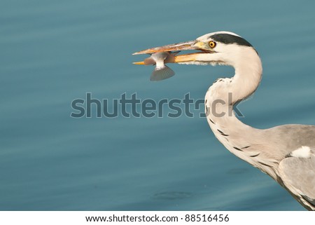 A large bird feeding on aquatic prey in shallow water in inland water bodes