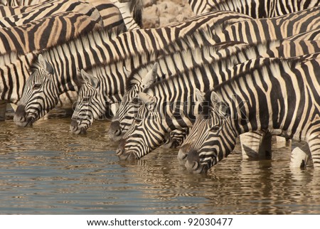 Horse-like; black and white stripes with shadow stripes superimposed on white stripes; stripes extend on to under parts; lacks dewlap on throat; prominent mane; herds animal; grassy savannas; grazer.