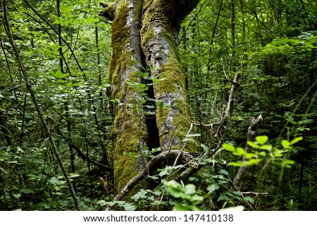 Nature Green Wood (Serbia)