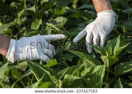 Farmer woman\'s hands picking fresh nettle leaves with protection gloves