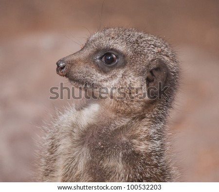 Meerkat face looking away (Suricata suricatta)