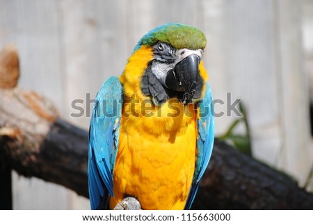Blue and yellow parrot on a perch