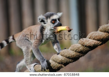 Baby Ring-tailed Lemur climbs rope with banana in it\'s mouth