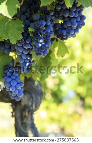 Vineyard, red wine grapes, France, copy space