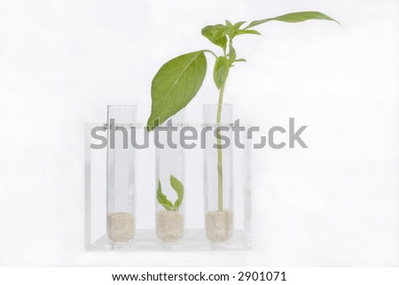 A young plant being grown in laboratory conditions