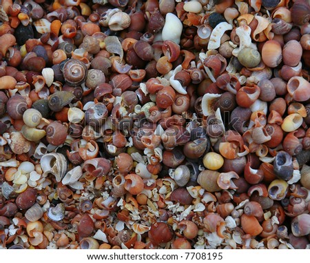 A shell covered beach on the Isle of Muck in Scotland