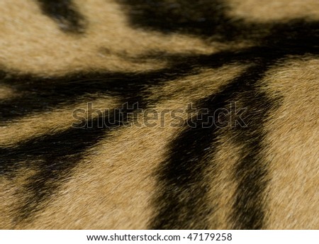 A close up of a tiger skin