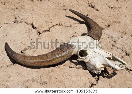 Buffalo skull in drought disaster land.