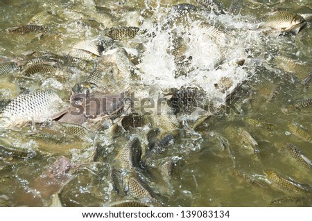 Silver barb fish and giant catfish in farm.