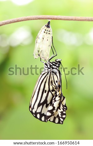 Amazing Moment About Butterfly Change Form Chrysalis